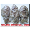 Cuttlefish Medium (3-5 per pk)