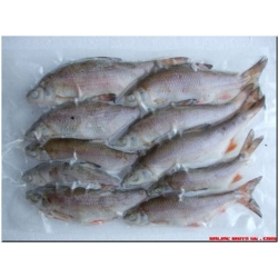 ROACH SMALL (4-5 per packet 3-6”)