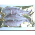 ROACH MEDIUM (3 per packet 4-6”) ROACH MEDIUM (3 per packet 4-6”)
