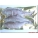 ROACH MEDIUM (3 per packet 4-6”)