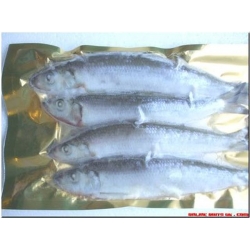 Herring Jack (3-5 per pk) Herring Jack (3-5 per pk)