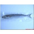 Mackerel 1's Large Mackerel 1's Large