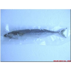 Mackerel 1's Large