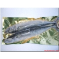 Mackerel 2's Mackerel 2's