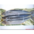 Mackerel Joeys (3 per pk) Mackerel Joeys (3 per pk)