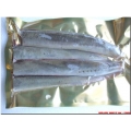 LAMPREY SECTIONS ( 4 per packet) LAMPREY SECTIONS ( 4 per packet)