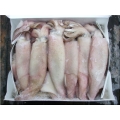 Squid 5lb box Calamari