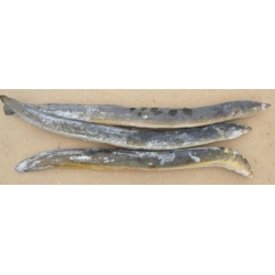 Super Eels whole (3 per pk)