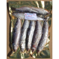 Pollan Bulk (6-9 per packet)