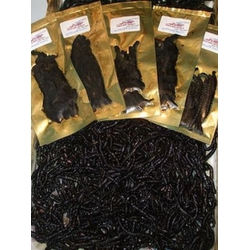 OILED fresh Blacks 6-8" (10 per pk) OILED fresh Blacks 6-8" (10 per pk)