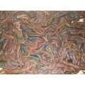 SPECIAL OFFER 1/2 KG RAGWORM AND 5 OILED BLACKLUG