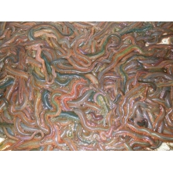 SPECIAL OFFER 1/2 KG RAGWORM AND 5 OILED BLACKLUG SPECIAL OFFER 1/2 KG RAGWORM AND 5 OILED BLACKLUG