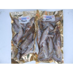 Roach Zander Bulk Pack (15-20 per packet 2-3 inches) Roach Zander Bulk Pack (15-20 per packet 2-3 inches)
