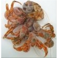 Hermit Crabs (4-6 per pk) Hermit Crabs (4-6 per pk)