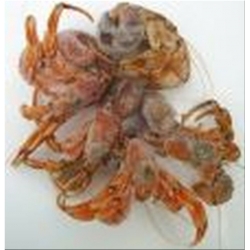 Hermit Crabs (4-6 per pk)