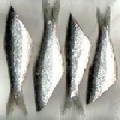 Herring Tails 3-4 per pkt Herring Tails 3-4 per pkt