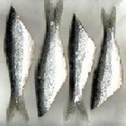 Herring Tails3-4 per pkt