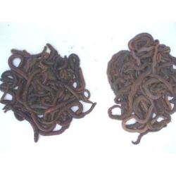 SPECIAL OFFER 1/2 KG RAG and 1/2 Kg Lugworm SPECIAL OFFER 1/2 KG RAG and 1/2 Kg Lugworm