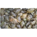 Individual Live male peeler Crabs Individual Live male peeler Crabs
