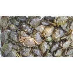 Individual Live peeler Crabs Individual Live peeler Crabs