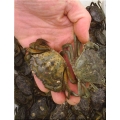 10 Live male Peeler Crabs 10 Live male Peeler Crabs