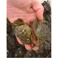 frozen english Peeler Crabs