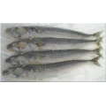 Mini Mackerel 3 per pk Mini Mackerel 3 per pk