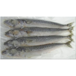 Mini Mackerel 3 per pk Mini Mackerel 3 per pk