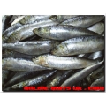 Sardines natural
