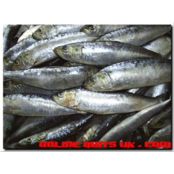 Sardines natural