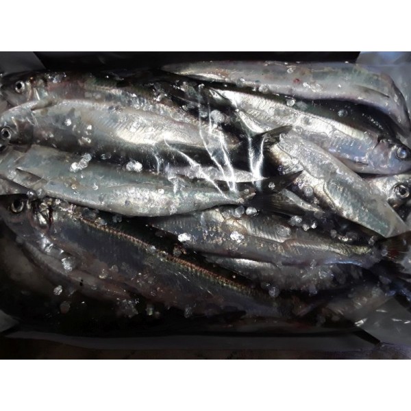 Herring 3kilo box