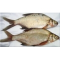 Bream
