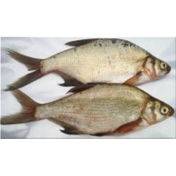 Bream