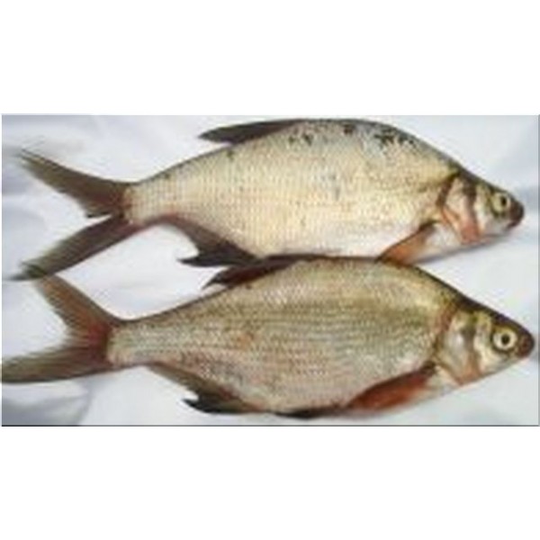 Bream Large (2 per pk 8-10")