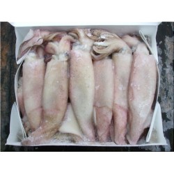 Squid 5lb box cali