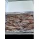 Squid Illex Unwashed 5kilo Box