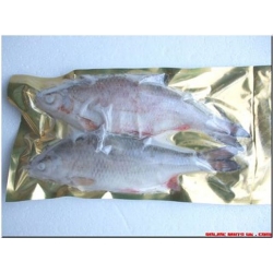 Roach XL (1-2 per packet 9-12”)