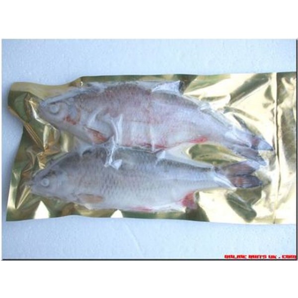 Roach XL (1-2 per packet 9-12”)