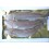 Trout