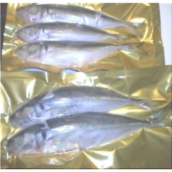 Horse Mackerel (Scad)