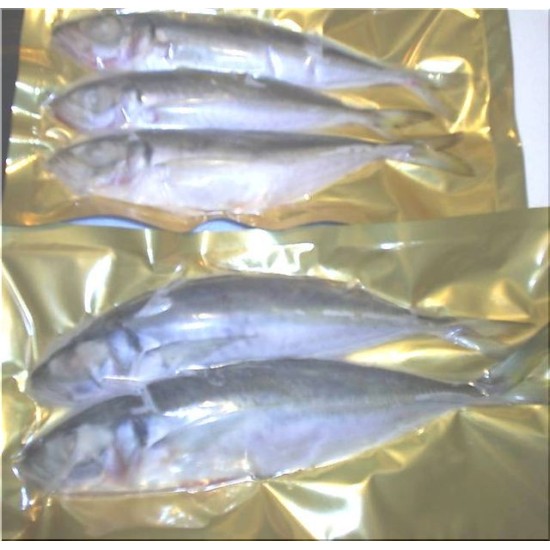 Horse Mackerel (Scad)