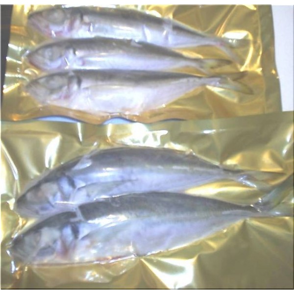 Horse Mackerel (Scad)