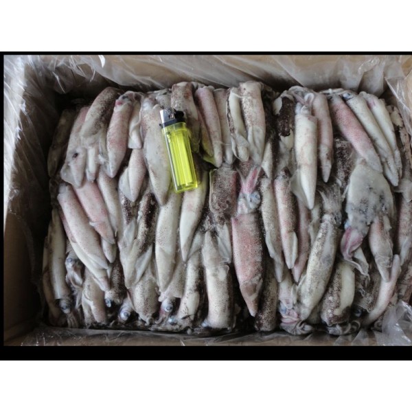 Squid 10kg (approx) unwashed loligo boxed