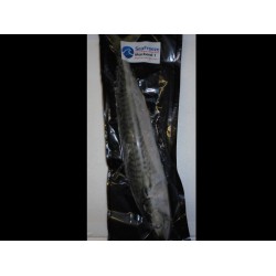 Mackerel 1's Large