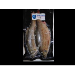 Roach large (2 per packet 6-8”approx)