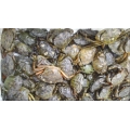 Crabs