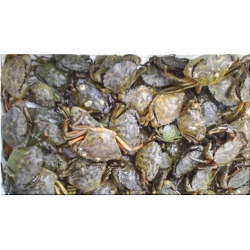 frozen english Peeler Crabs