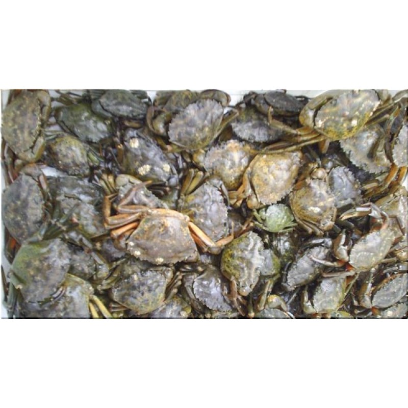 Sporting Goods 40 FRESH FROZEN DEVON PEELER CRAB Fishing Other Fishing