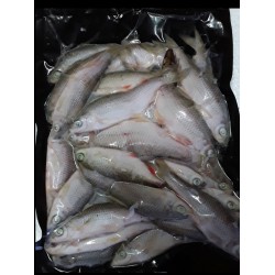 Roach 1lb bulk