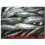 Sardines